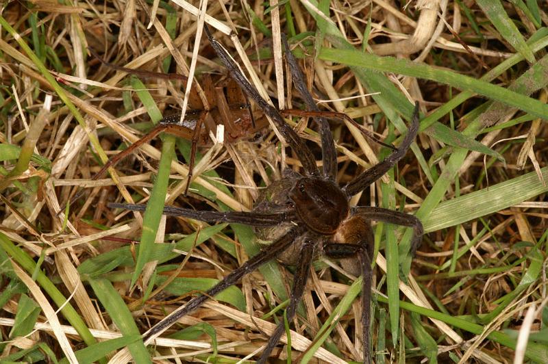 Dolomedes_plantarius_D5147_Z_88_Canal du Nivernais_Frankrijk.jpg